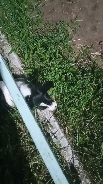 Хитрая лиса #собака #юмор #funny - YouTube