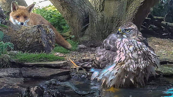 My Wildlife Pond was a Lifeline During the Drought | My Wildlife Conservation | Robert E Fuller