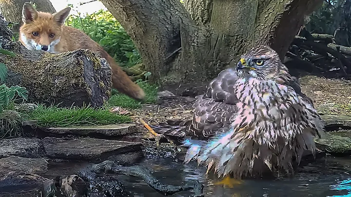 My Wildlife Pond was a Lifeline During the Drought | My Wildlife Conservation | Robert E Fuller thumbnail