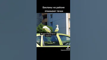 Опасно утром на районе😅 Чайки атакуют и ржут))
