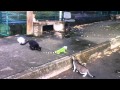 Four cats vs. an iguana