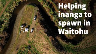 Inanga spawning at Waitohu