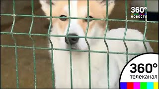 В Ногинске могут закрыть единственный приют для собак В Ногинске могут закрыть единственный приют для собак