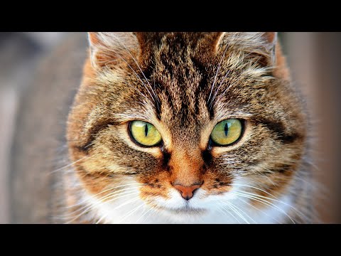 Почему люди любят кошек?
