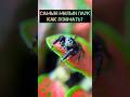 Самый милый паук-скакун 😍 Как поймать? #shorts #spider #tarantula #скакунчик #jumpingspider #паук