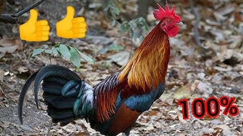 tiếng gà trống 🔥🔥🔥🔥 Suab Lau qaib qus qua zoo heev li dib tuaj xwb2 2022