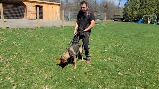 Day 1 IGP / Schutzhund tracking with Gage