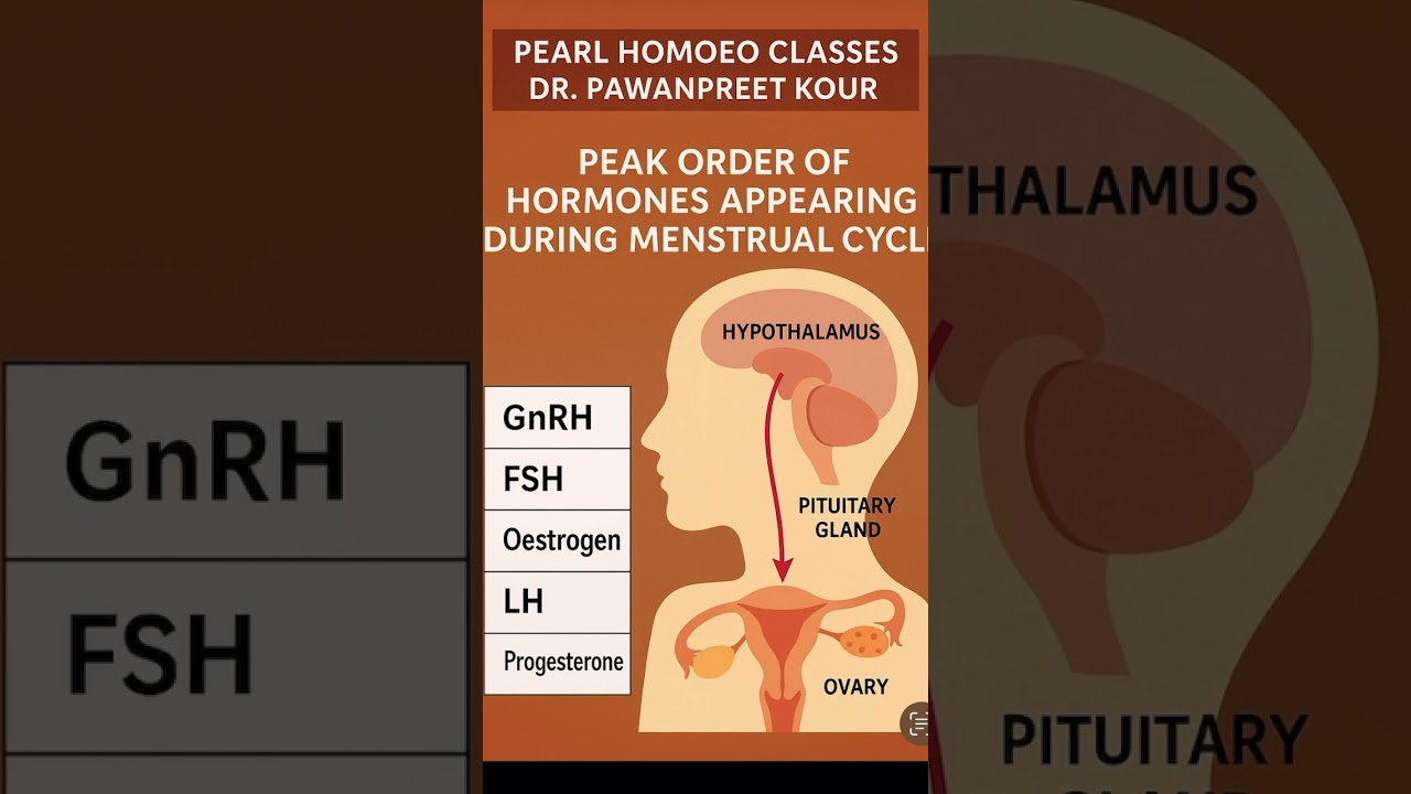 Hormones during menses 