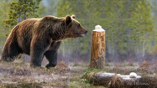 Лакомство для лосей  вновь заинтересовало медведя.