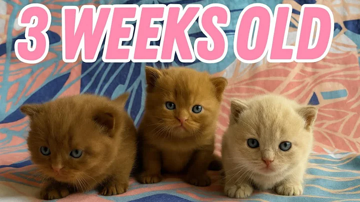 Video 9465111: british shorthair lilac kitten, british cat