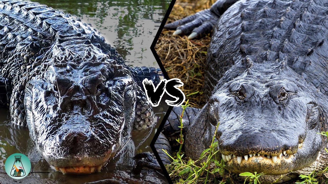 AMERICAN ALLIGATOR VS BLACK CAIMAN - Which is the strongest? - YouTube
