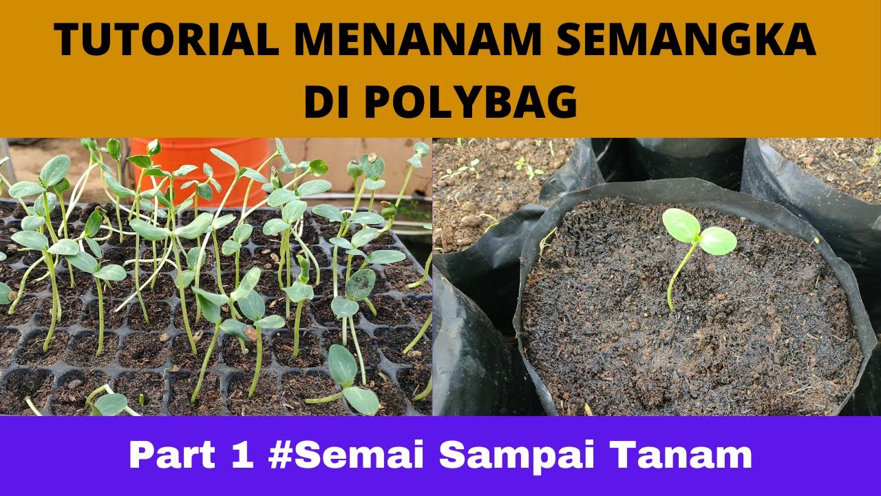Cara Menanam Semangka di Polybag Part #1, Semai, Persiapan Media dan Penanaman