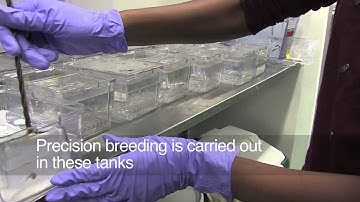 Breeding Zebrafish