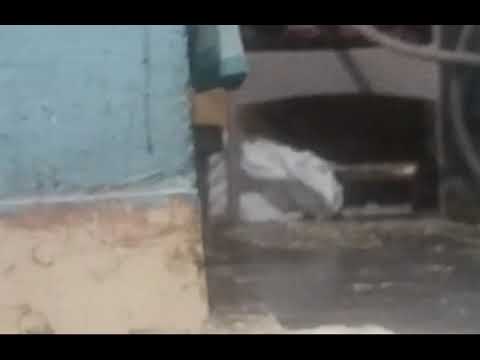 صيد ابن عرس