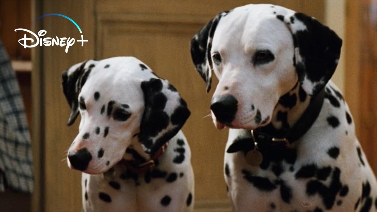 The Puppies get their Collars  101 Dalmatians HD Movie Clip