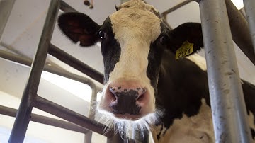 About "Introduction to Value Added Dairy"