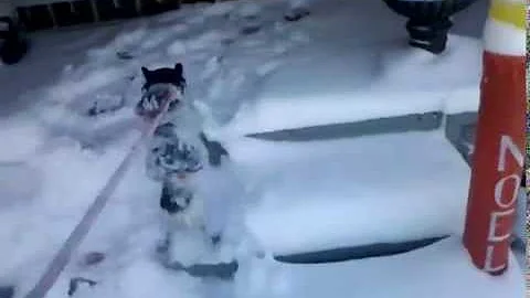 Selena the chihuahua in the snowww