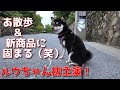 【京の柴犬】初主演のルウちゃん、大緊張⁉(笑)　太郎の犬モノガタリ第474話