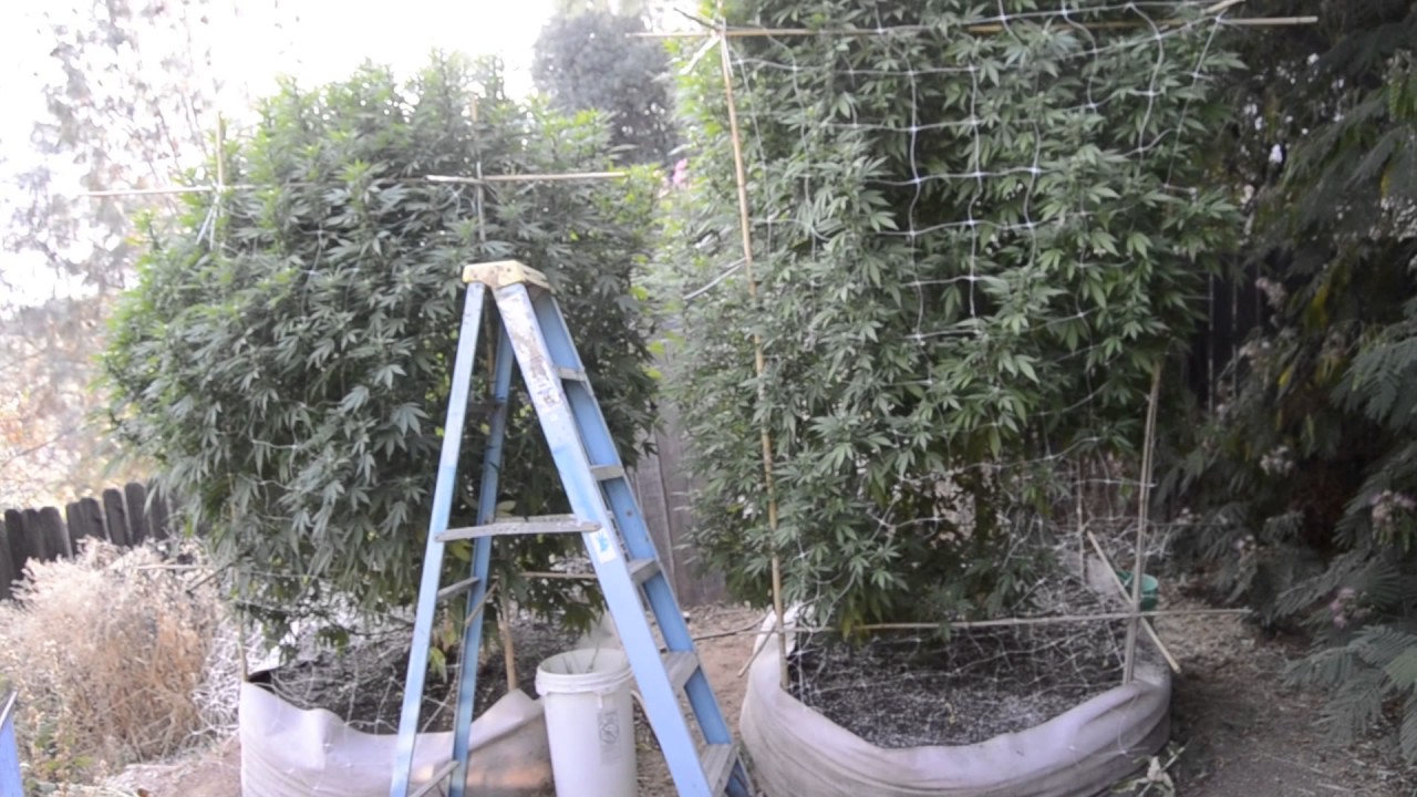 2017 outdoor grow norcal sherbet and superglue