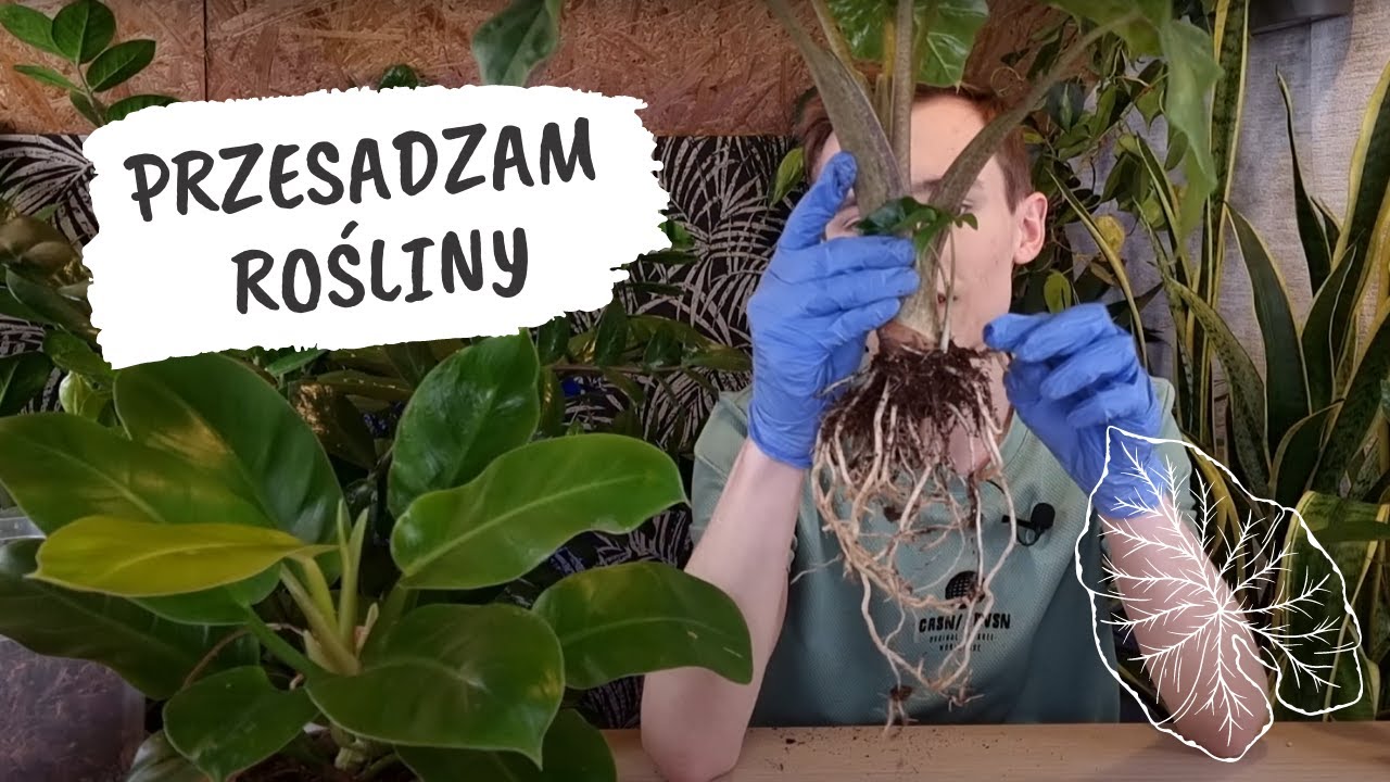 Przesadzam rośliny - Philodendron i Alocasia
