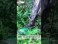 Brush cutter TRL OMEF at work
