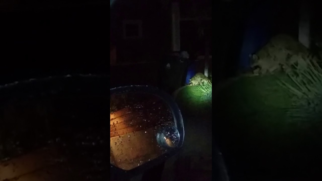 Biggest Raccoon I ve Seen YouTube biggest-raccoon-i-ve-seen-youtube