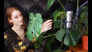 ASMR 🌱 Dusting / Cleaning plants 🍃 Soft spoken