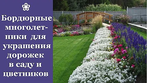 ❀ Самые красивые бордюрные многолетники для украшения дорожек в саду и цветников