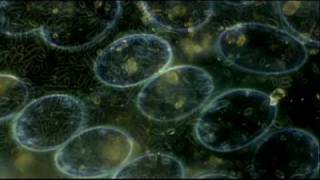 FIERCE LIGHT - JUDY REBICK