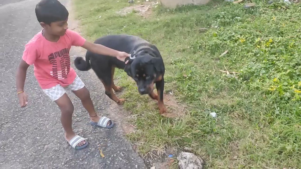 My Son managing Rottweiler Dog (Tara)like this