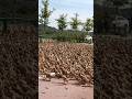 Duck Farming🐥 #shorts #facts #amazingfacts