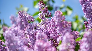 Surah Al Alaq Fares Abbad سورة العلق فارس عباد