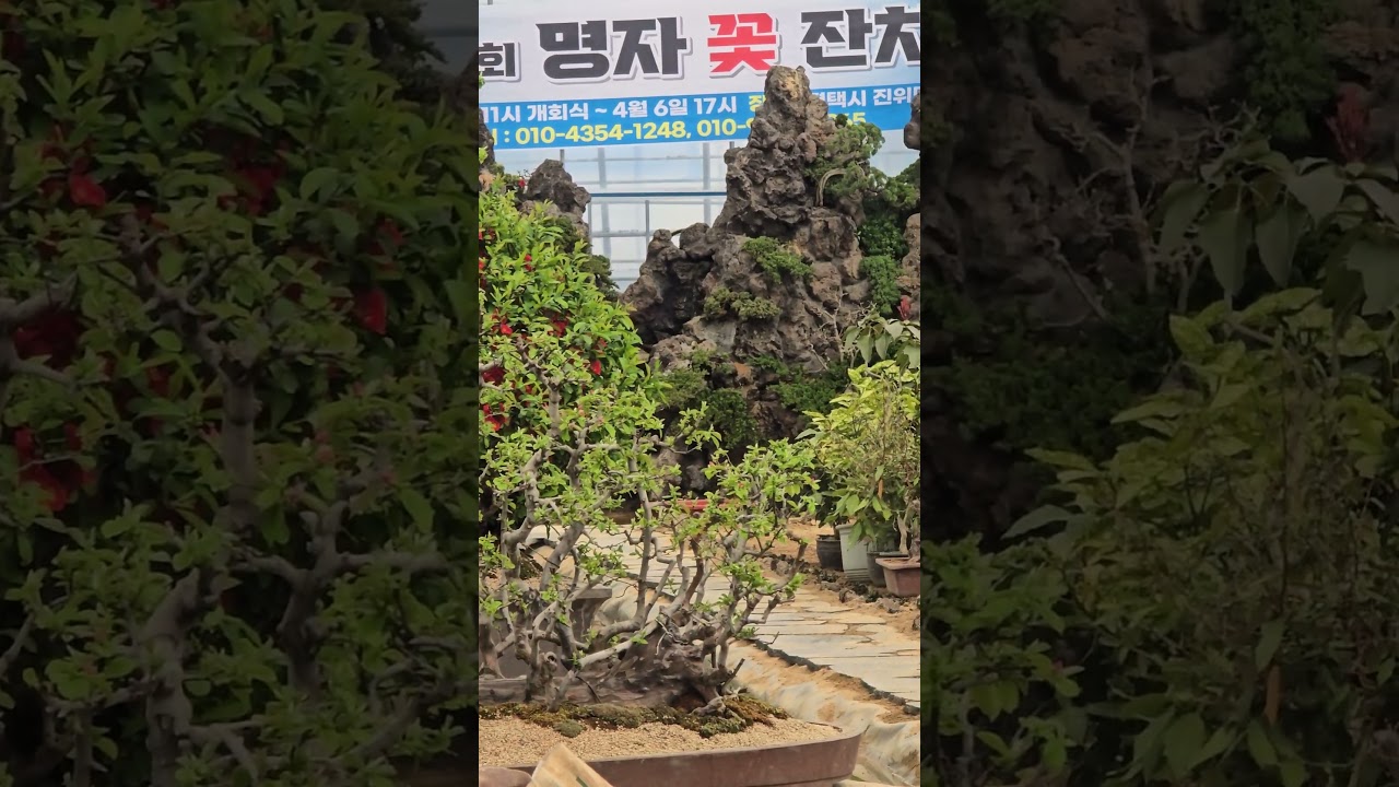 수천 개의 화분이 만들어내는 봄의 기적, 평택 명자 꽃 잔치