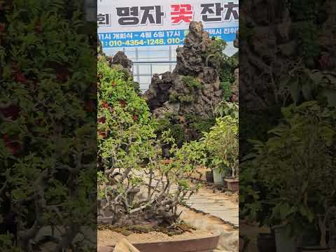 수천 개의 화분이 만들어내는 봄의 기적, 평택 명자 꽃 잔치