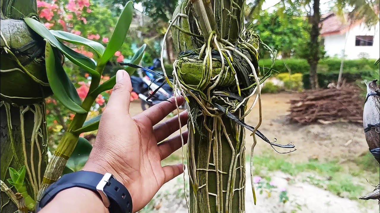 8 Kayu Awet Untuk Media Anggrek !!