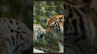 EP 06: Tigre Branco vs Tigresa Laranja | O Amor é Cego? O Encontro do Fantasma com seu Oposto