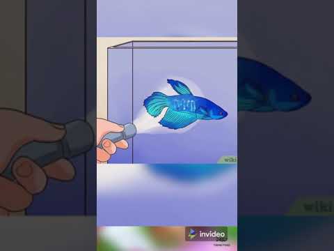 5 ways to keep your Betta fish Happy