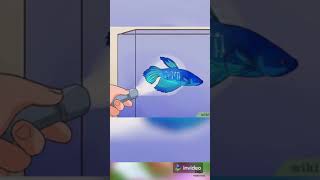 5 ways to keep your Betta fish Happy screenshot 5