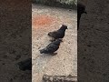 #pigeon #kabutarandekabdetehain #kabootar