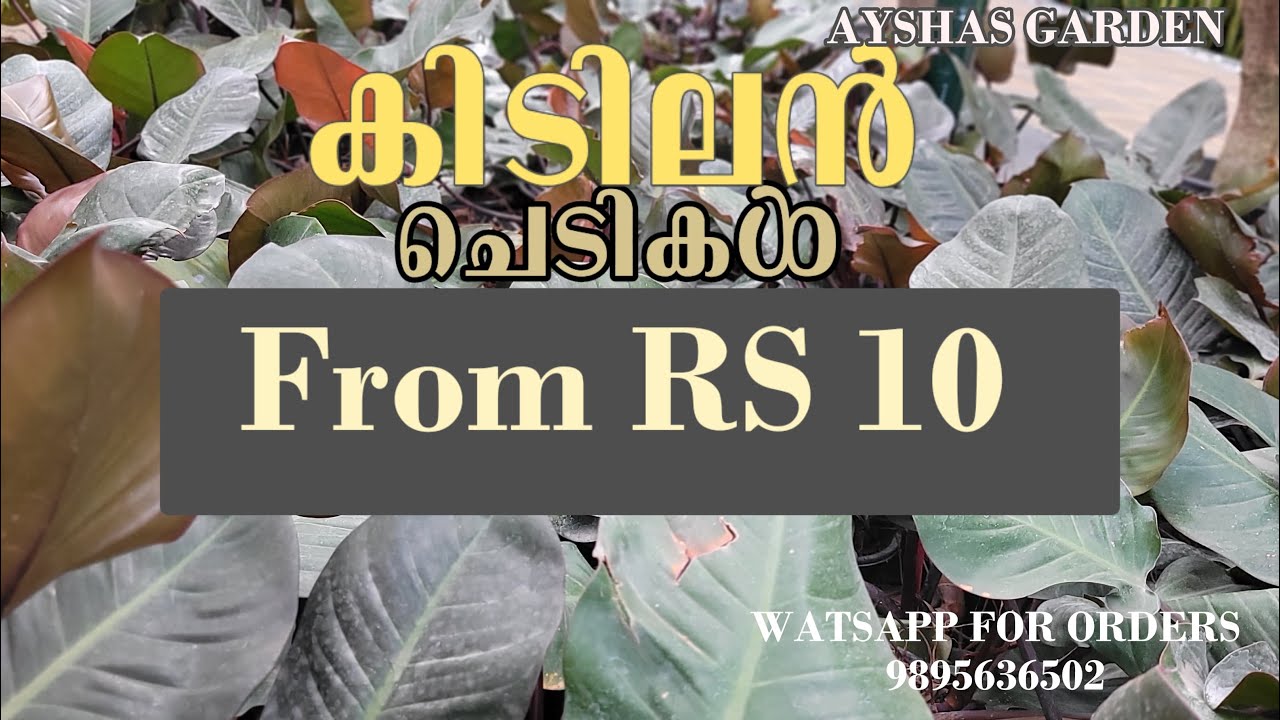 പല വെറൈറ്റി ചെടികൾ 10 Rs മുതൽ |AYSHAS GARDEN |ORDER NOW @9895636502