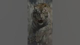 Manfaat memiliki khodam macan putih
