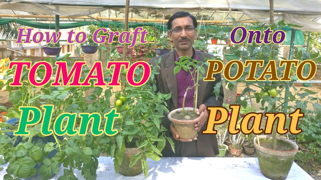indoor plants online How to Graft Tomato on to Potato Plant