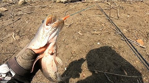 Câu cá lóc tự nhiên P9