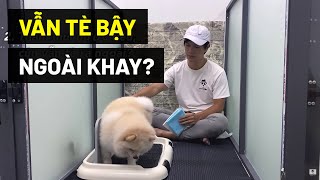 Dạy cún tè vào khay  giải đáp thắc mắc | Cách huấn luyện chó cơ bản BossDog | Dog training