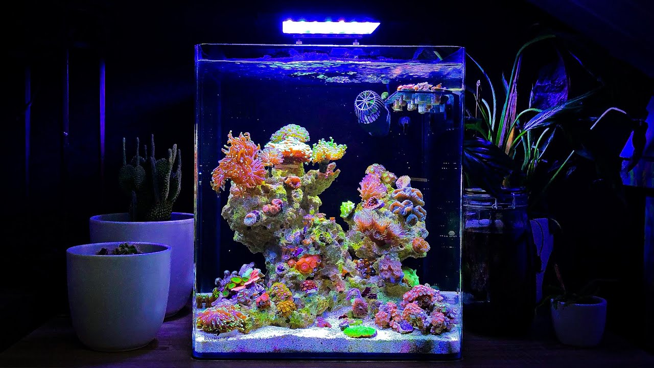 Mixed Coral Reef Tank Update Month Six - Nano Reef Tank No Skimmer