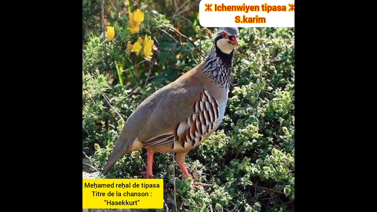 Une belle chanson de notre chanteur de Tipasa Meḥamed reḥal ichenwiyen  