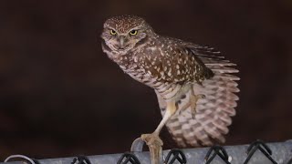 Burrowing Owl Preening