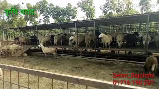 গাড়ল ভেড়া পালন ব্যাপক লাভজনক