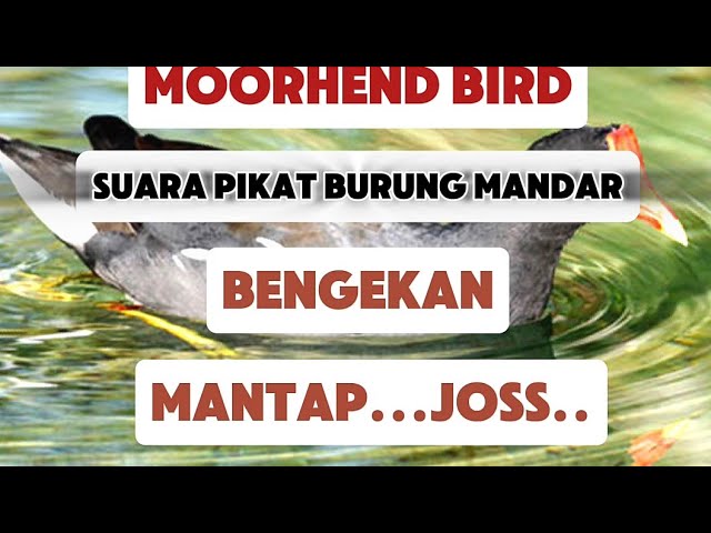 SUARA PIKAT BURUNG MANDAR/PELAN/MOORHEND BIRD/COMMON MOORHEN/GALLINULA...JERNIH...TERUJI..joss class=