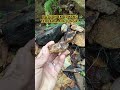 BATUAN EMAS DARI SUNGAI #emas #gold